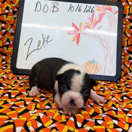 Zeke - Black and white male Boston Terrier puppy in Fillmore, Illinois from Wind Hill Puppies