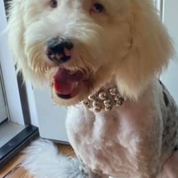 Aussiedoodles, Bernedoodles, Goldendoodles, Poodles, and Sheepadoodles from Kitandkboodle's Doodles