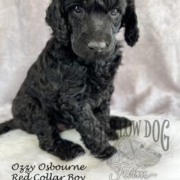 Poodle Puppies from Yellow Dog Farm
