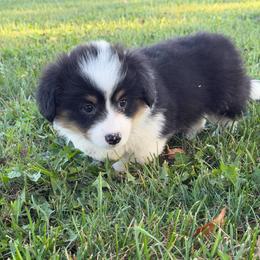 Liberty - Black and tan female Pembroke Welsh Corgi puppy in Bloomfield, Iowa from Beebe’s Corgis & Doxies