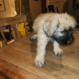 Bouvier des Flandres Puppies from Evan Coffield