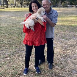 Poodle Puppies from Ocala Standard Poodles