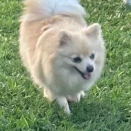 Luna - Pomeranian