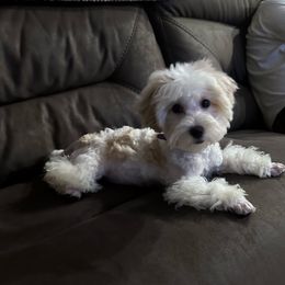 Lola 💕 - Maltipoo