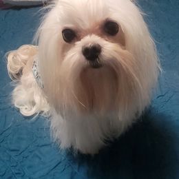 Oliver - Maltese