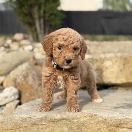 Bentley - Cream male Goldendoodle puppy in Massillon, Ohio from KandE Doodles