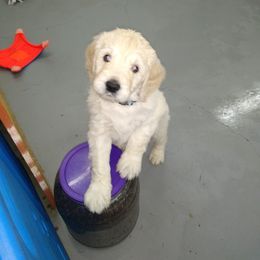 Goldendoodle Puppies from SuperDog Doodles