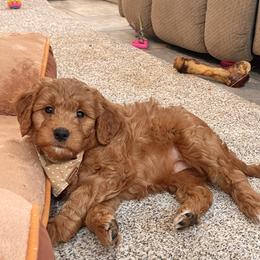 Girl 4 - female Goldendoodle puppy in Sugarcreek, Ohio from True Hearted Doodles