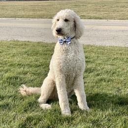 Jax - Goldendoodle