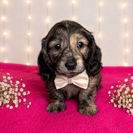 Halo - Brindle male Dachshund puppy in Kingman, Arizona from Diddle Bros Dachshunds