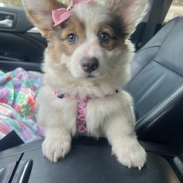 American Corgi and Pembroke Welsh Corgi Puppies from High Cotton Corgis
