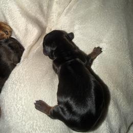 Bailey - Black and tan female Dachshund puppy in Birchtree, Missouri from Cruzan Dachshunds
