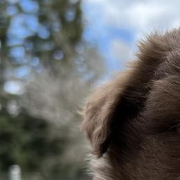 Australian Shepherd Puppies from Winchester Aussies