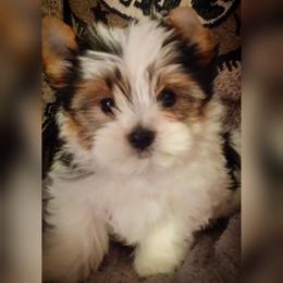 Yorkshire Terrier Puppies from Schultz Yorkies byGrace