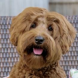 Lexi - Australian Labradoodle