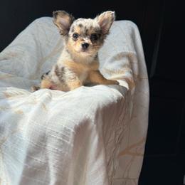 Pinto Beans - Merle female Chihuahua puppy in Burleson, Texas from BabydollYorkiesofTexas