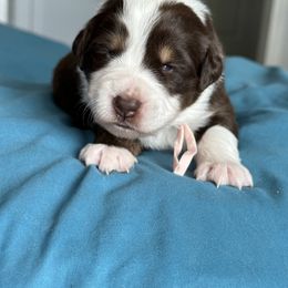 Australian Shepherd Puppies from Cold Creek Aussies