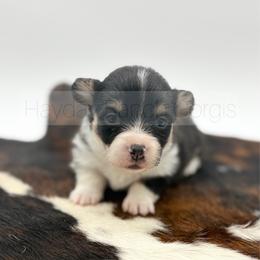 Kringle - 1500 - Black and tan male Pembroke Welsh Corgi puppy in Rozet, Wyoming from Hayday Ranch Corgis