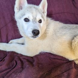 AKC Red - Black tan and white Siberian Husky puppy in Antrim, New Hampshire from Hampshire Huskies