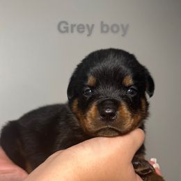 Atticus - Rottweiler puppy from Domov Kartelu Rottweilers
