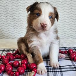 Rose - Red merle female Australian Shepherd puppy in Mountain Grove, Missouri from K Bar H Farms