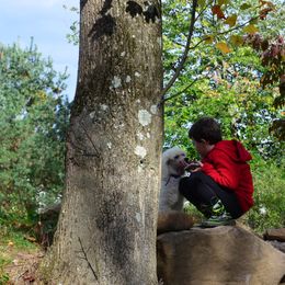 Poodle Puppies from D and D Standard Poodles