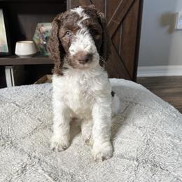 Bella - Parti female Labradoodle puppy in Ellenwood, Georgia from Four Paws Down
