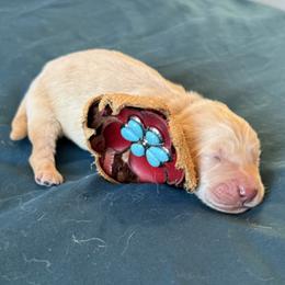 Mr. Pink - Golden male Golden Retriever puppy in Brentwood, California from Golden M Family Farms