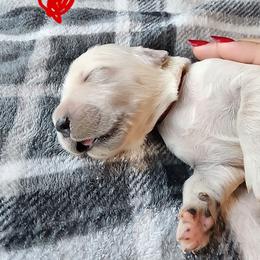 Red - Golden female Golden Retriever puppy in Lucasville, Ohio from Halo Kennels