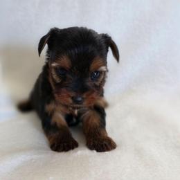 Lilo's Girl 2 - Black and tan female Yorkshire Terrier puppy in Aiken, South Carolina from Sio's Yorkies
