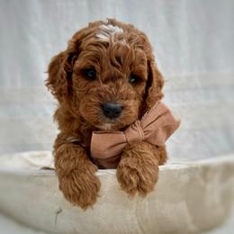 North - Red  male Goldendoodle puppy in Rio Linda, California from Plush Doodles