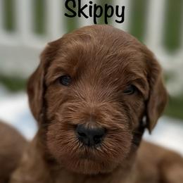 Skippy - Caramel red male Australian Labradoodle puppy in Riverside, California from Sycamore Canyon Labradoodle