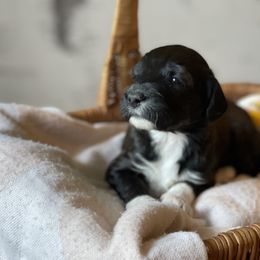 Bernedoodle Puppies from Creekside Doodles