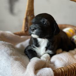 Bernedoodle Puppies from Creekside Doodles