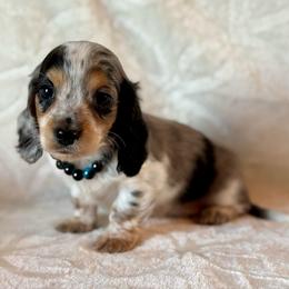 Wrangler - Black and tan male Dachshund puppy in Lincoln, Arkansas from Red Dirt Dachshunds