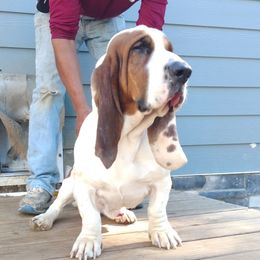 Harlin - Basset Hound