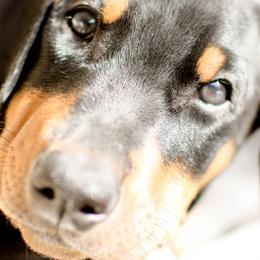 Doberman Pinschers from Mikadobe Dobermans