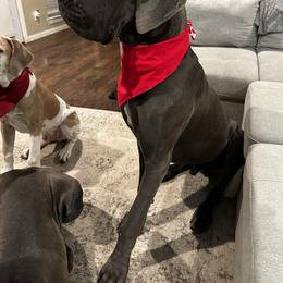Great Dane Puppies from Anderson Blau’s Great Danes