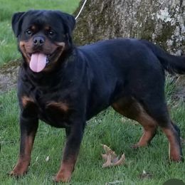 Ulla Von Der Preis(OFA) - Black and mahogany female Rottweiler puppy in Denver, Colorado from Denver Rottweilers