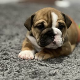 Bulldog Puppies from Average Jo’s  Bulldogs