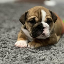 Bulldog Puppies from Average Jo’s  Bulldogs