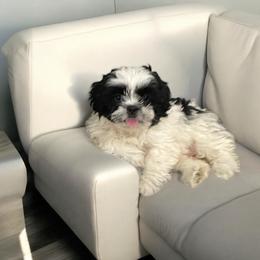 Shih Tzu Puppies from TACG