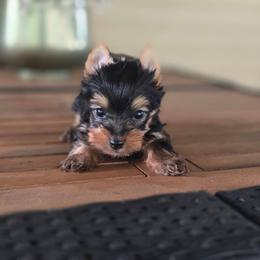 Boy 3 - Black and gold male Yorkshire Terrier puppy in Old Fort, North Carolina from Tiffany’s Colorful Yorkies