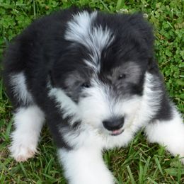 Old English Sheepdog Puppies from Roland Hills Farm
