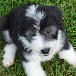 Old English Sheepdog Puppies from Roland Hills Farm