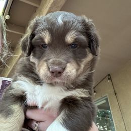 George Weasley - Red tri-color Australian Shepherd puppy in Waddell, Arizona from Honey and Fig Farm