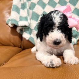 Tiger Lily - Parti female Goldendoodle puppy in Pittsburg, Texas from Peachy Pine Goldendoodles