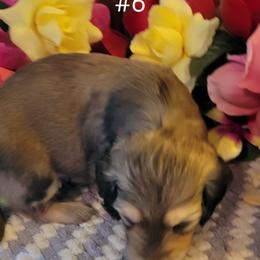 Dachshund Puppies from CLARK'S BREEDING PROGRAM