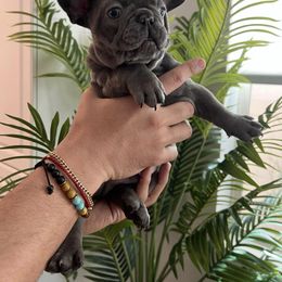 French Bulldog Puppies from Pardon My Frenchiez Kennels