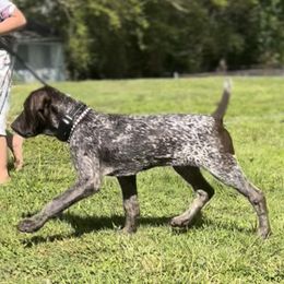 Goldendoodle Puppies from Tri-Star Pointers